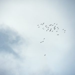 Sfeerbeeld van vogels die vliegen in de wolken als vertaling van Rust en Ruimte